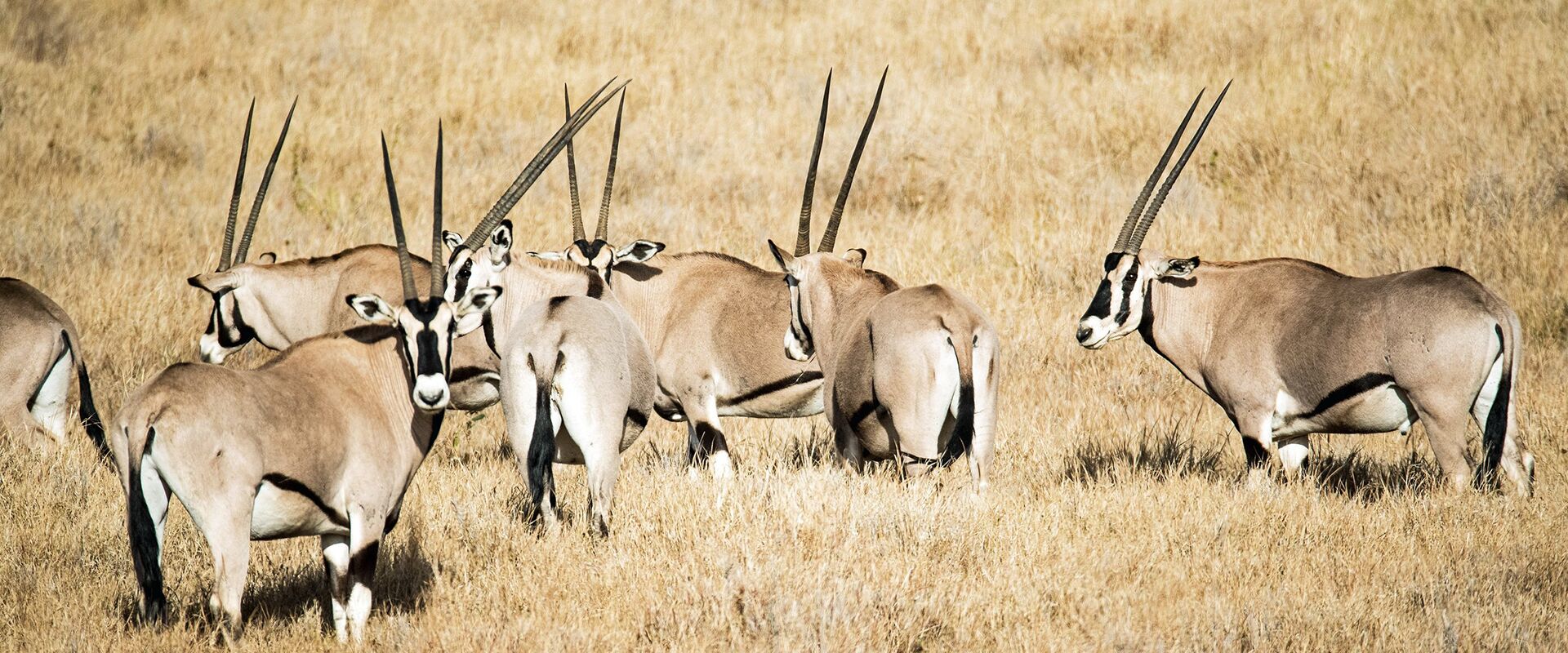 A second day in Samburu's dry country