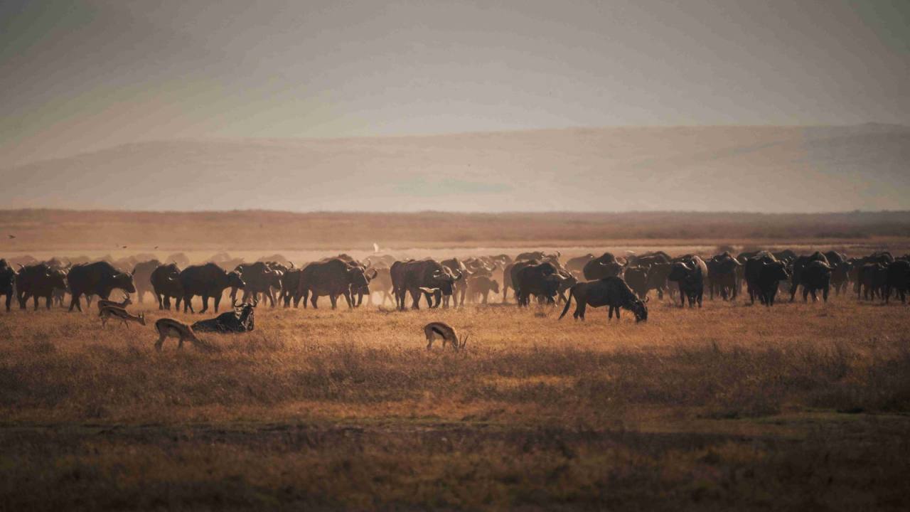 Wildlife Adventure