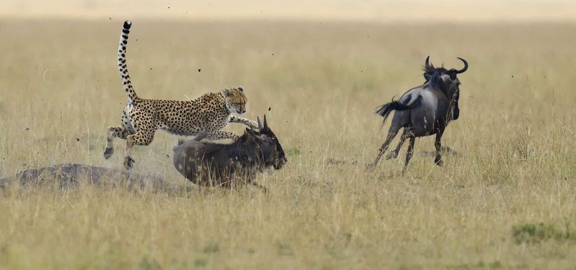 A Rest Day, Mara Style