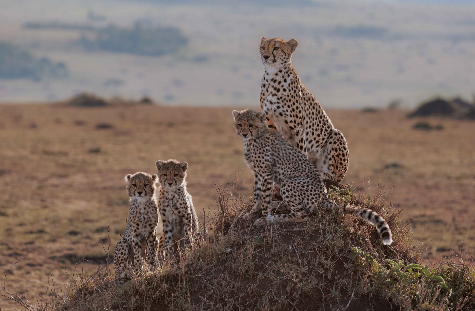 12 Days Kenya & Tanzania Photography Safari