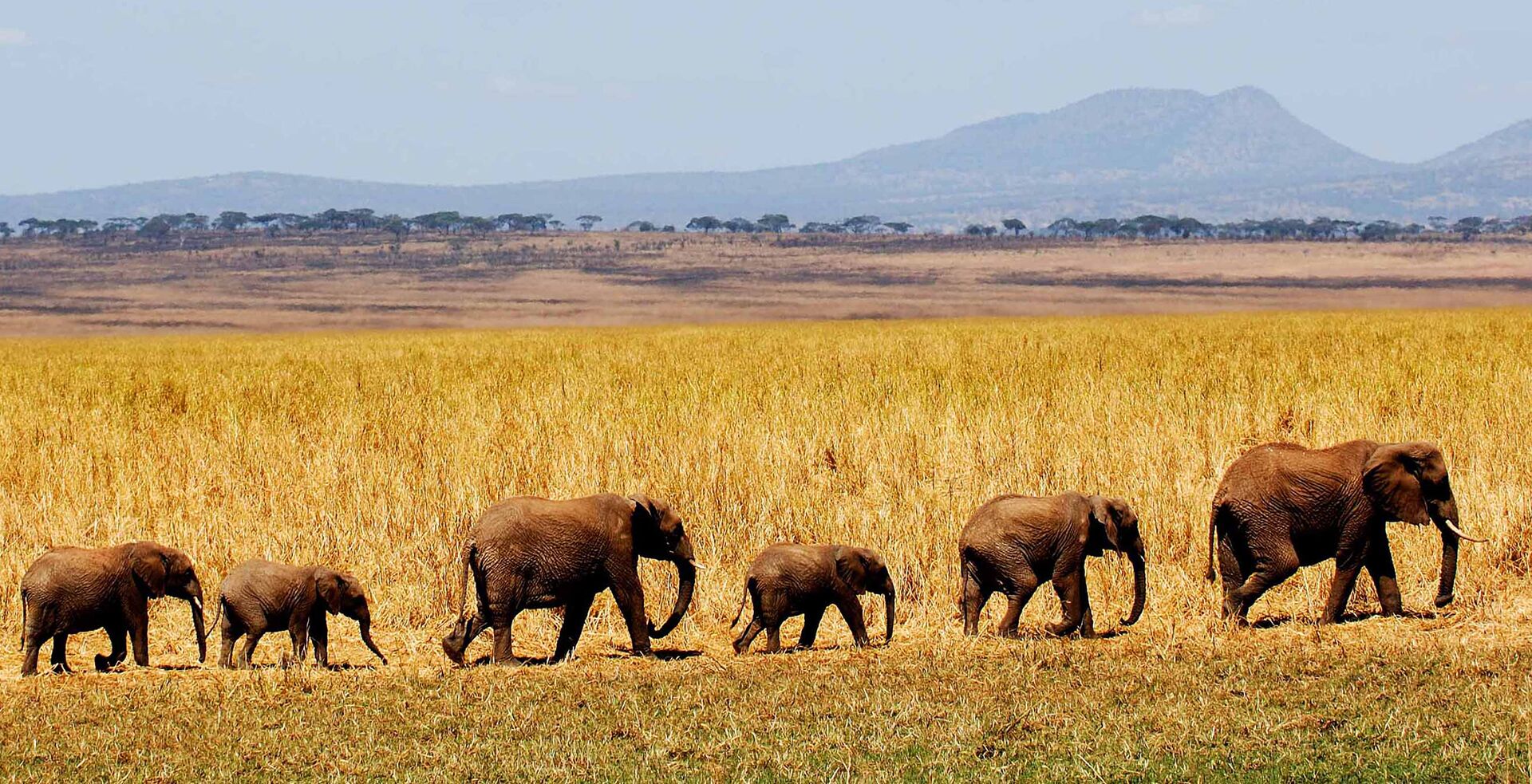 A Final Tarangire Dawn