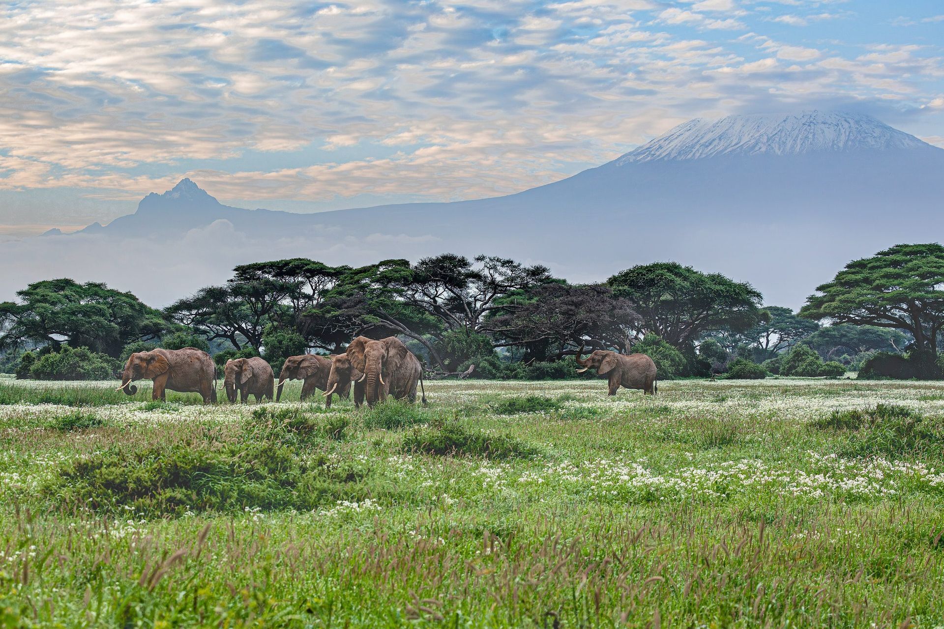 Elephants between the marsh and the mountain
