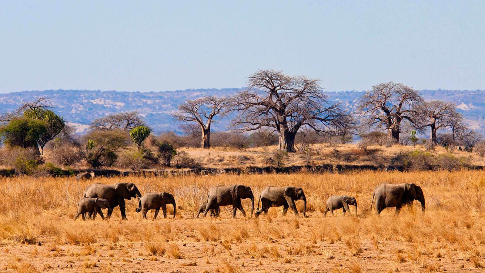 Tarangire, Tanzania — safari destination