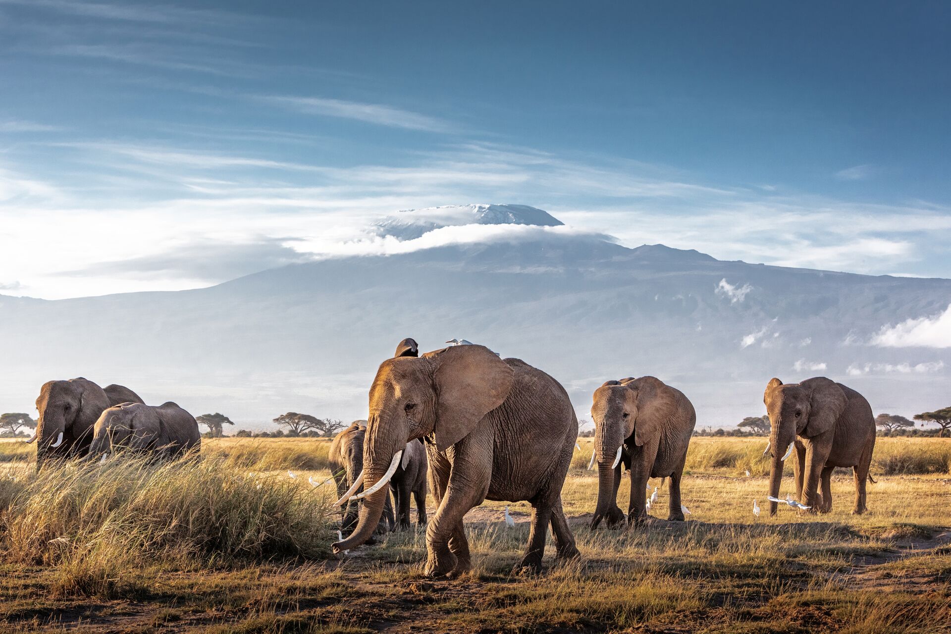 7 Days Amboseli, Tarangire & Ngorongoro Safari