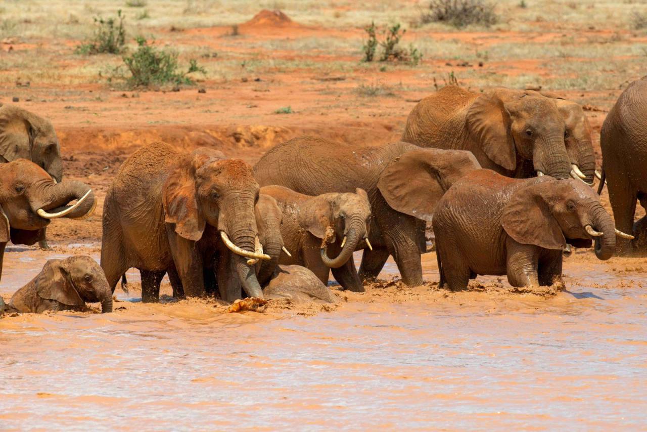 Amboseli Elephant Safari