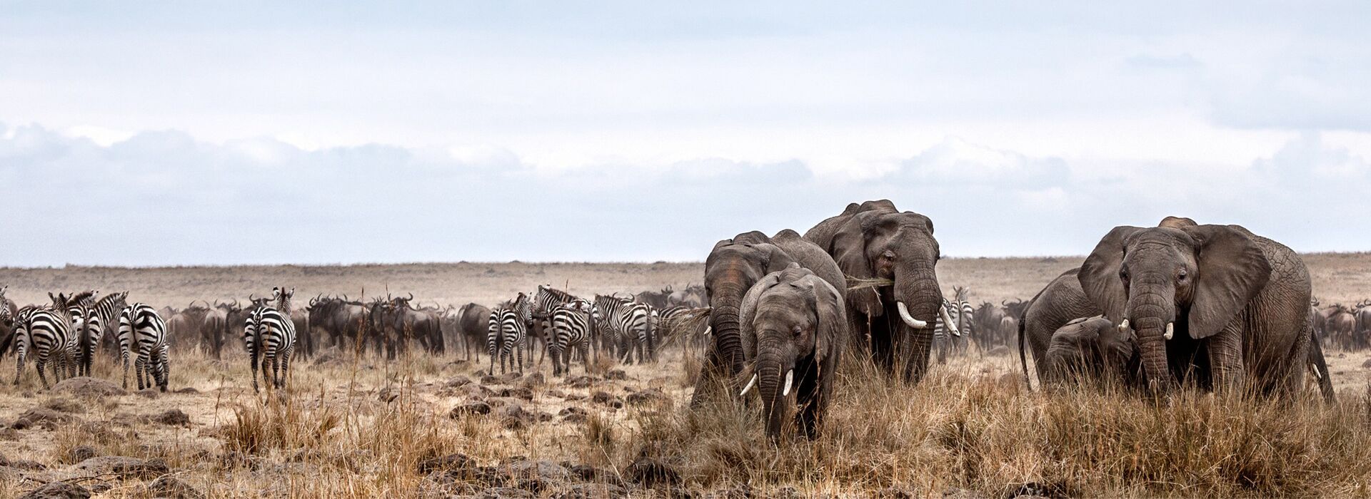 The Serengeti's Northern Edge