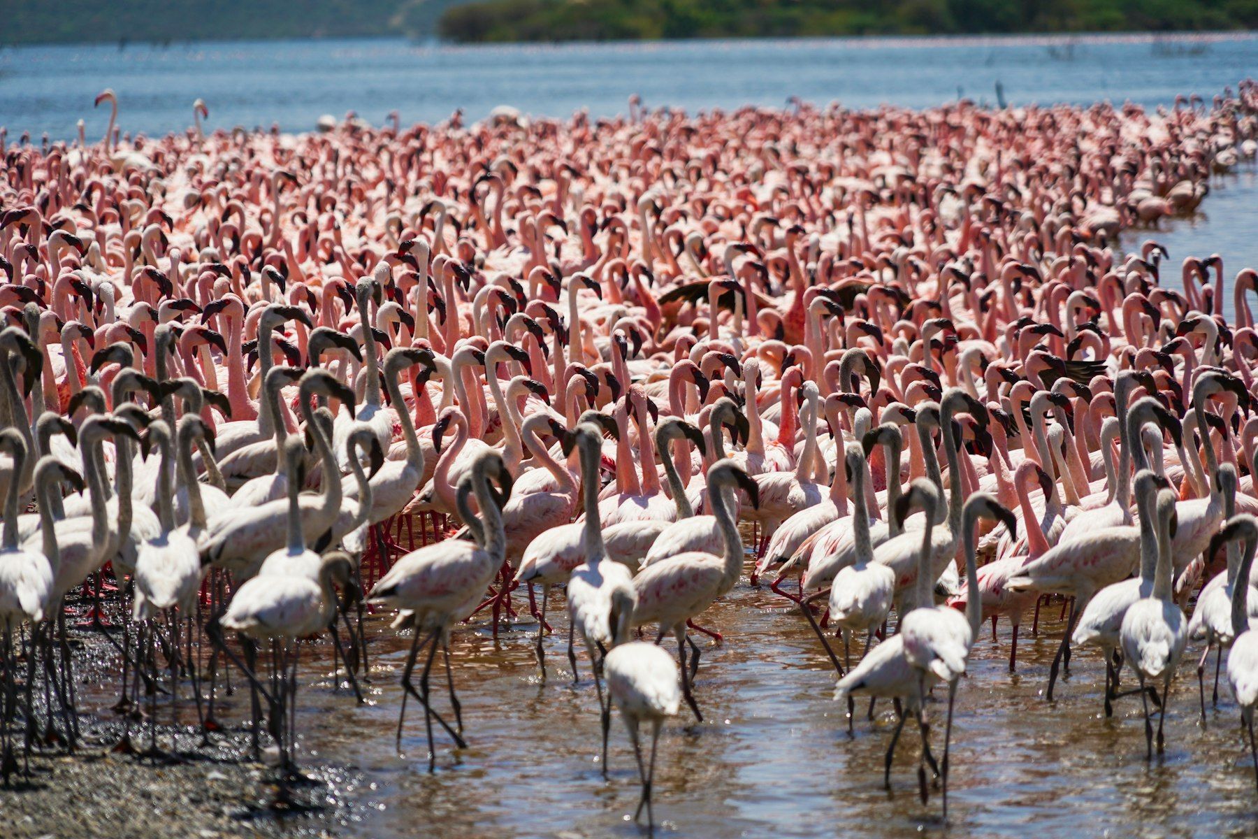 Lake Natron, Tanzania — safari destination