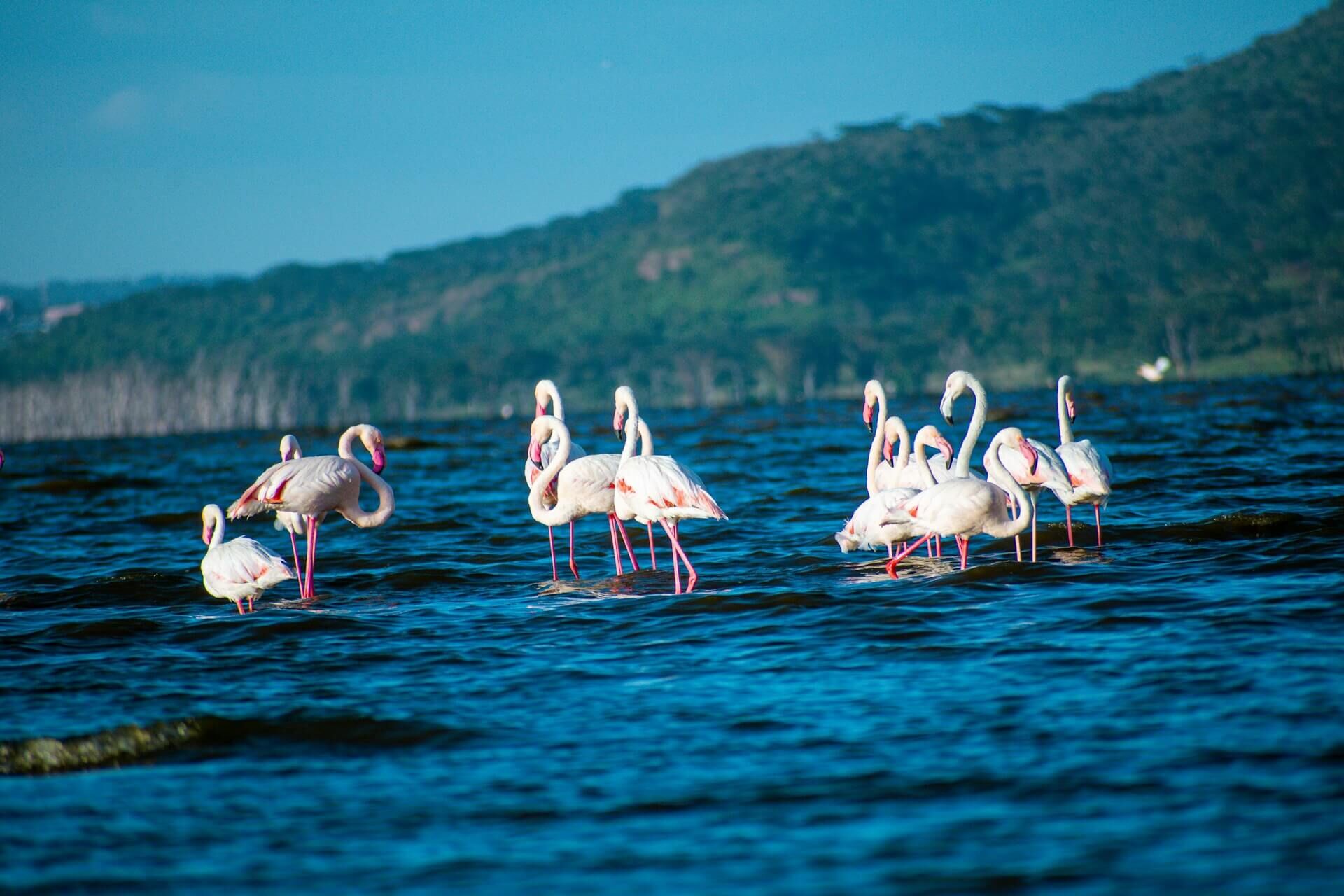 Nakuru’s woodland birds and wildlife roads