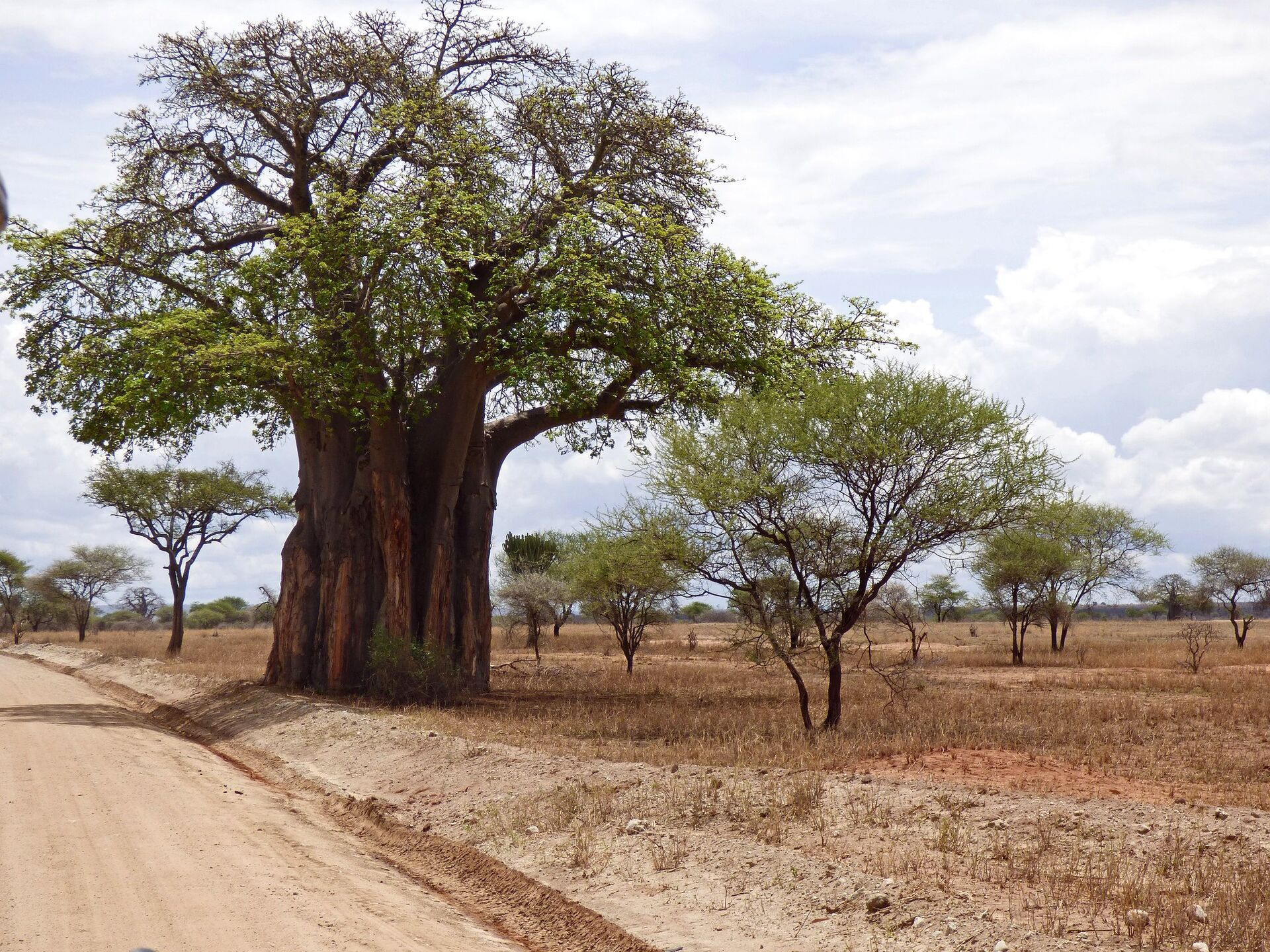 Mist on the Caldera, Then Tarangire