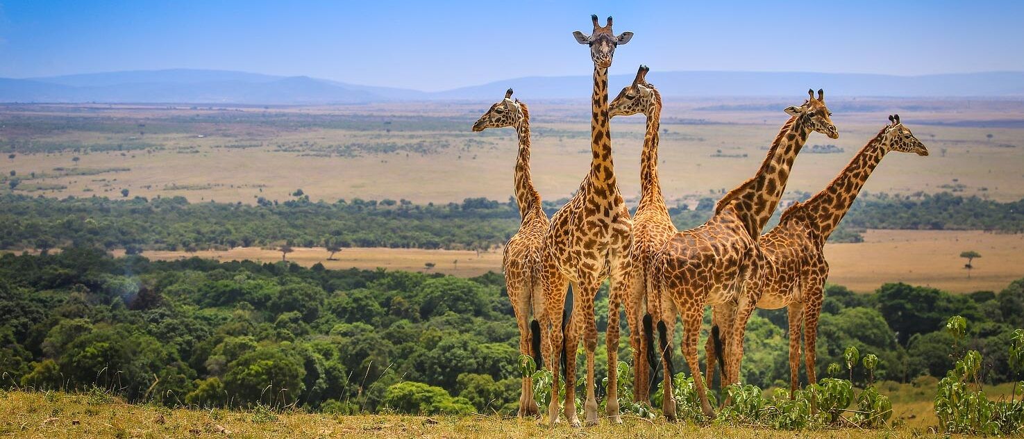 12 Days Kenya & Tanzania Multi-Generation Safari