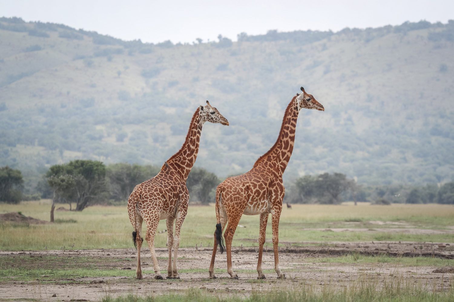 Giraffes at Eye Level, Tea in Karen