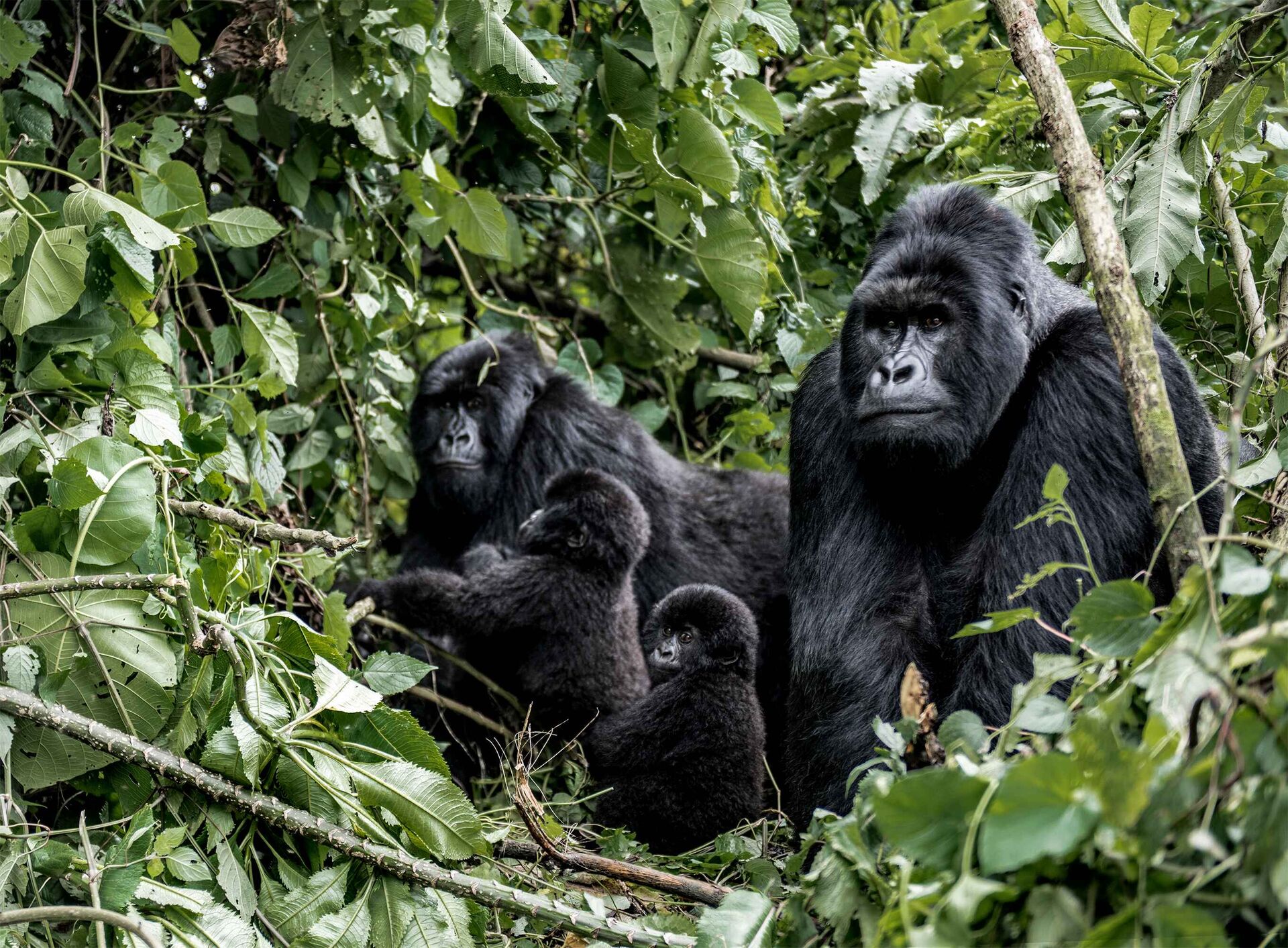 Bwindi, Uganda