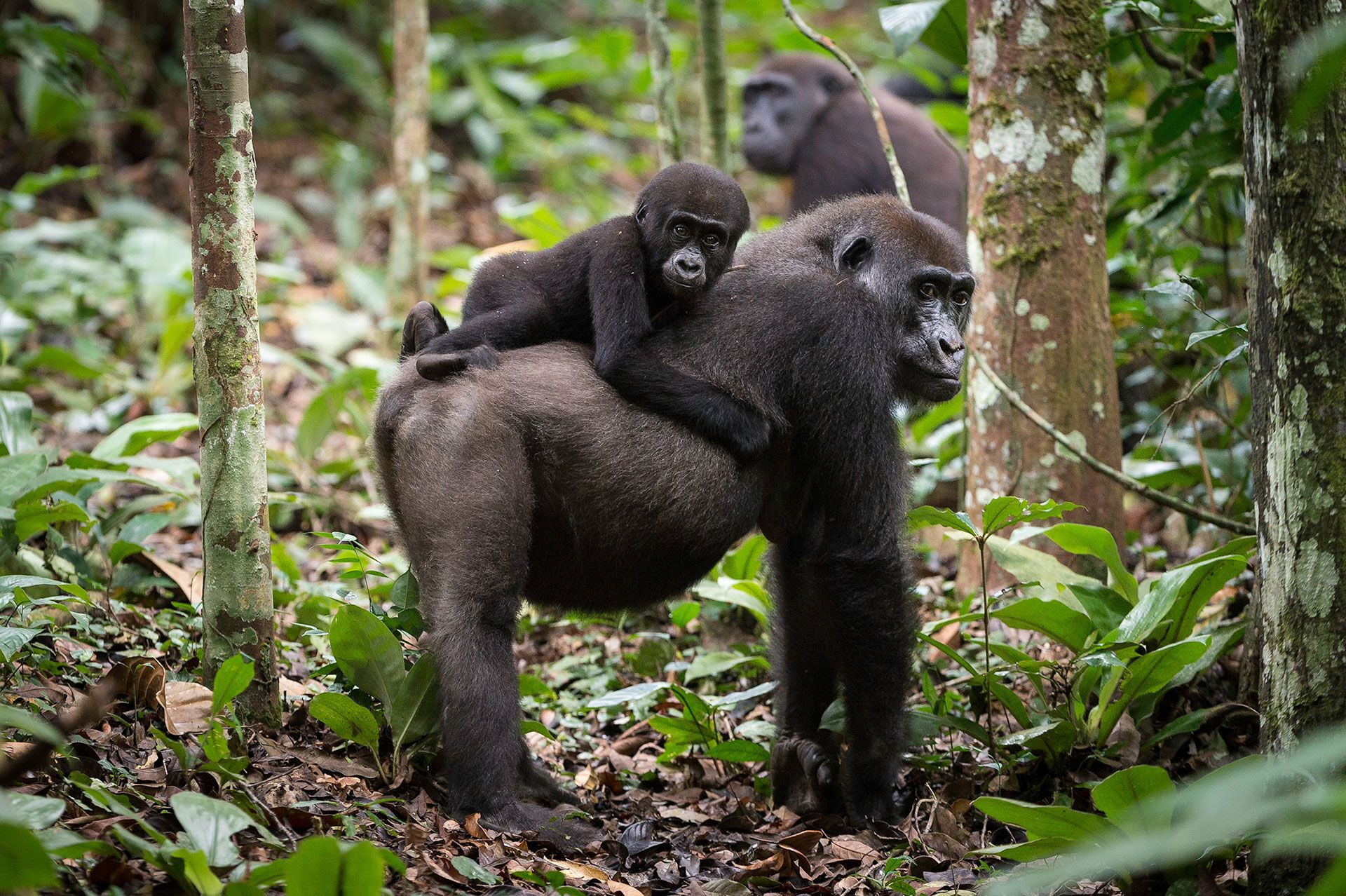 14 Days Kenya, Uganda & Rwanda Gorilla Safari