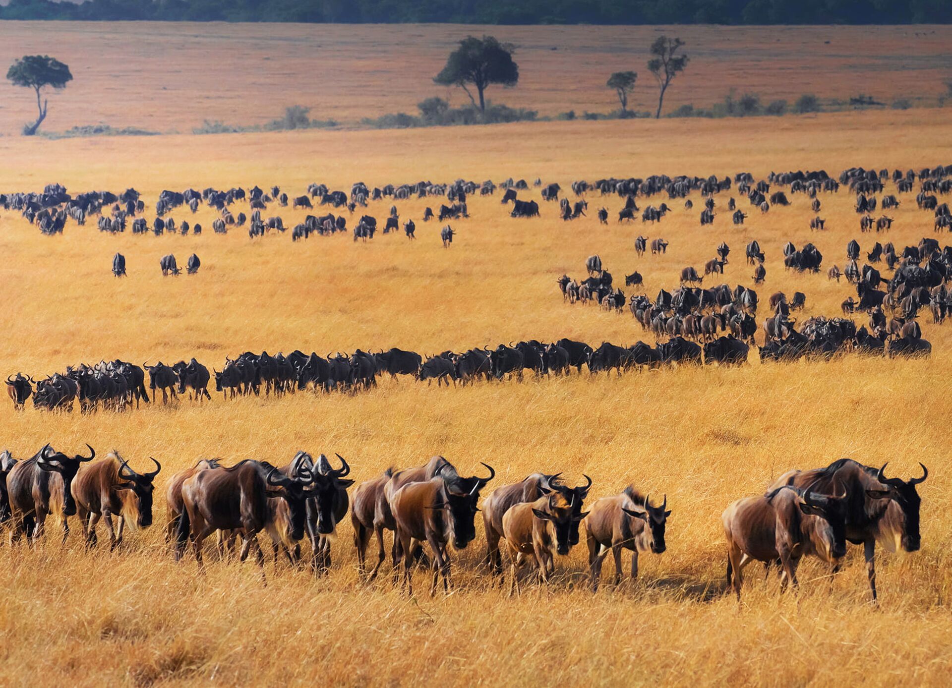 13 Days Kenya, Tanzania & Rwanda Safari