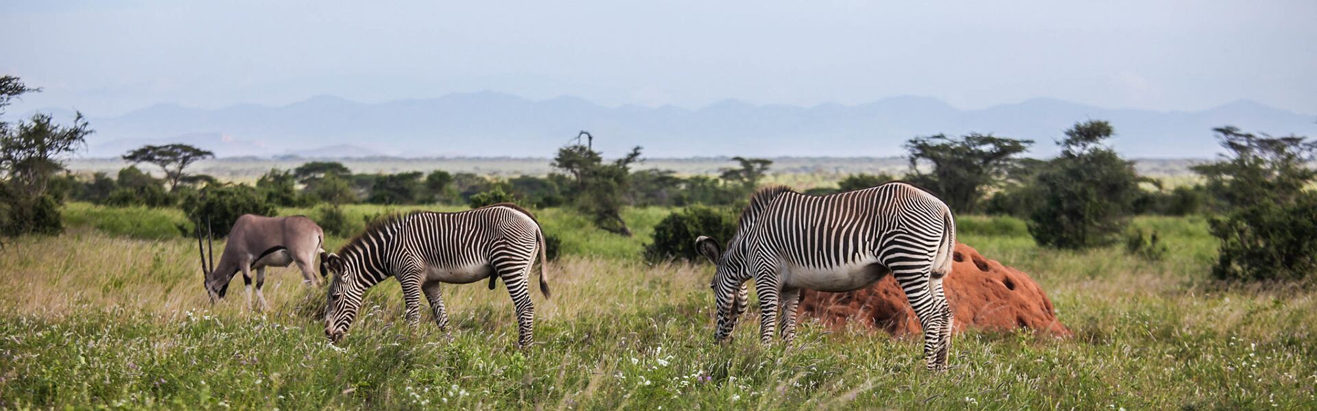 Northern species along the Ewaso Nyiro