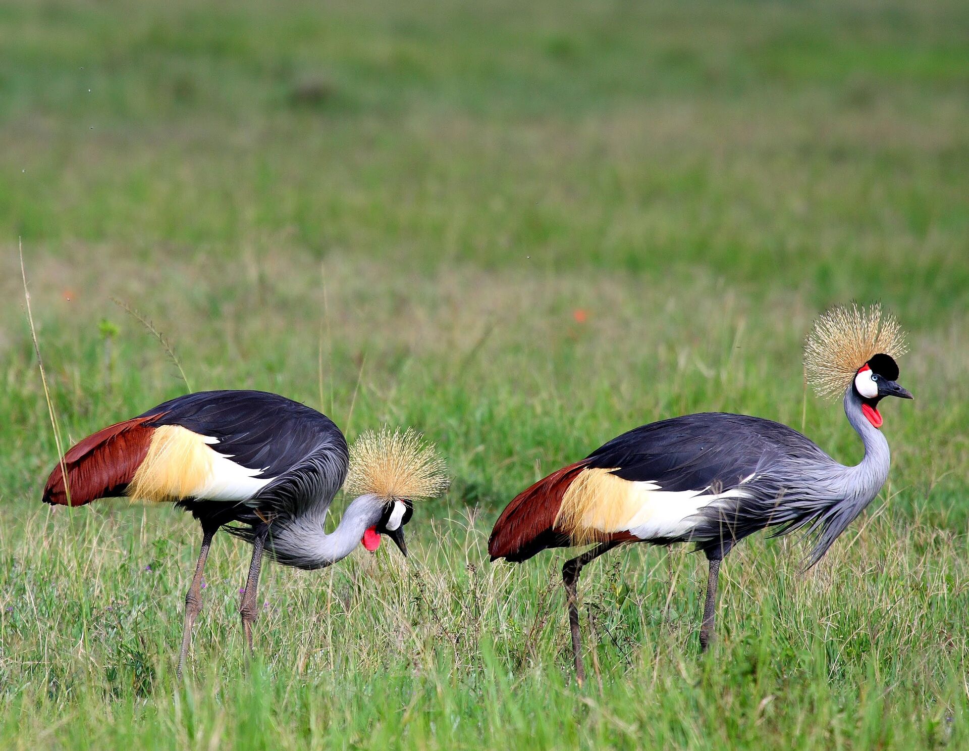 13 Days Rift Valley Lakes & Serengeti Birding Safari