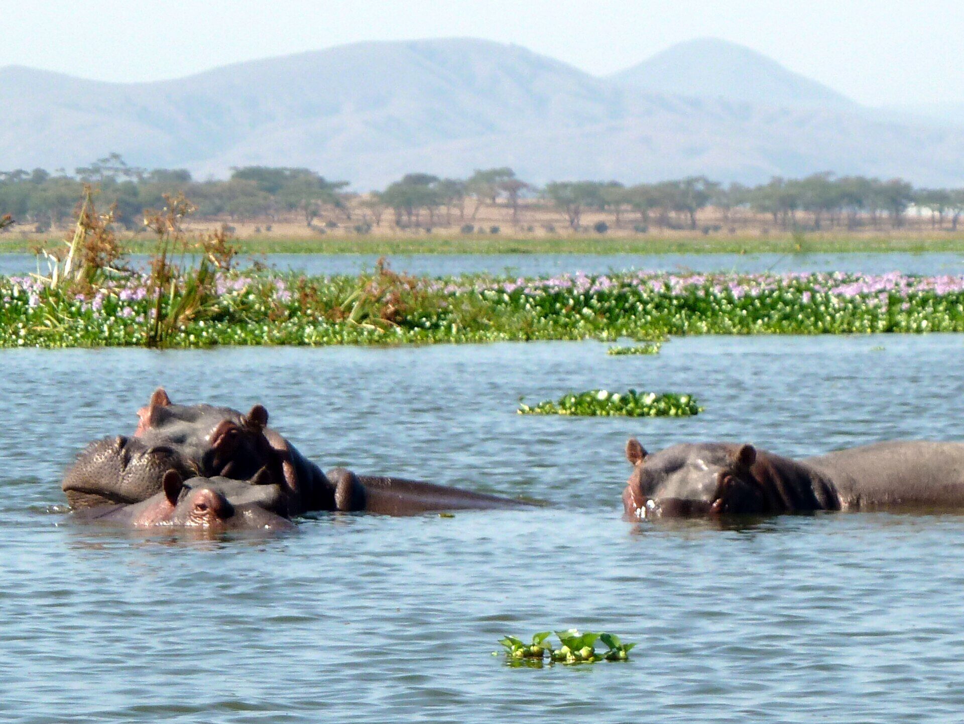 South to the Kazinga Channel
