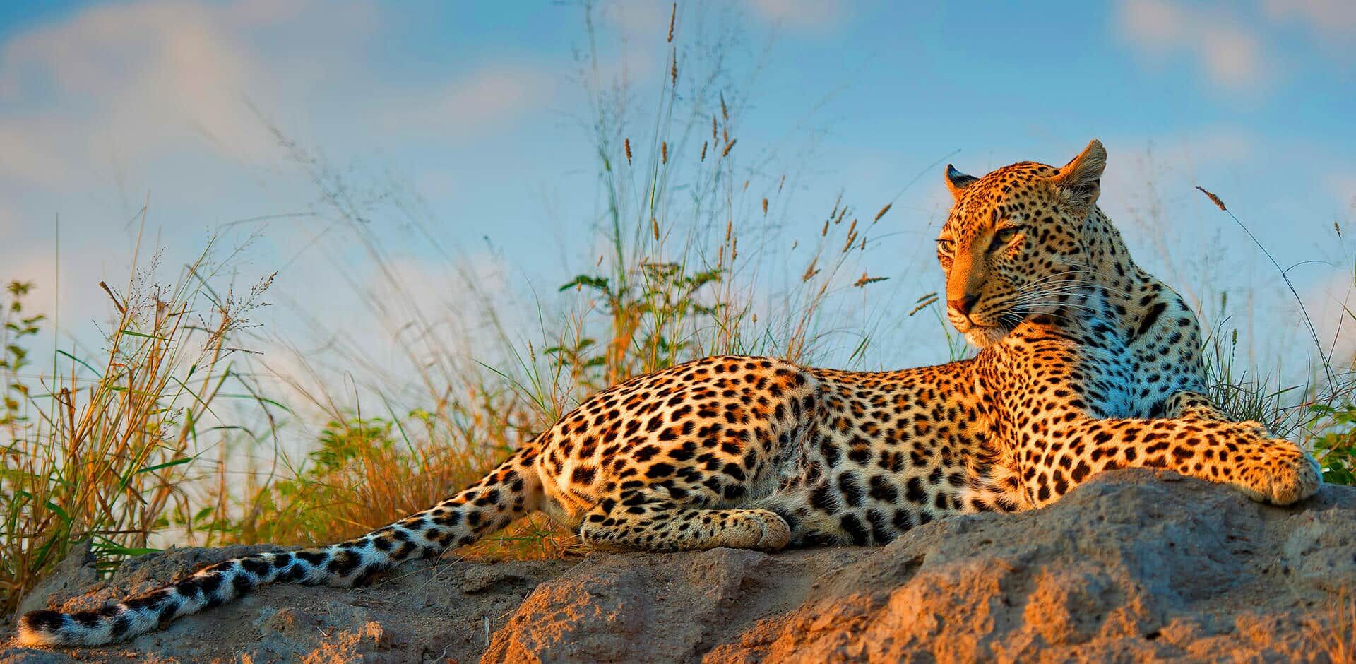 14 Days Kenya & Tanzania Big Five Safari
