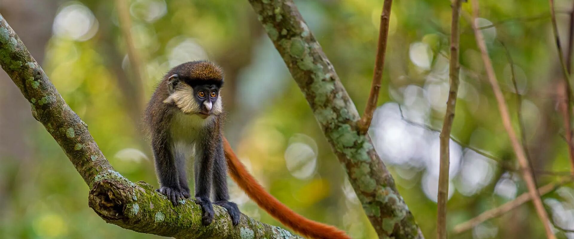 Chimps at Dawn, Tea at Dusk