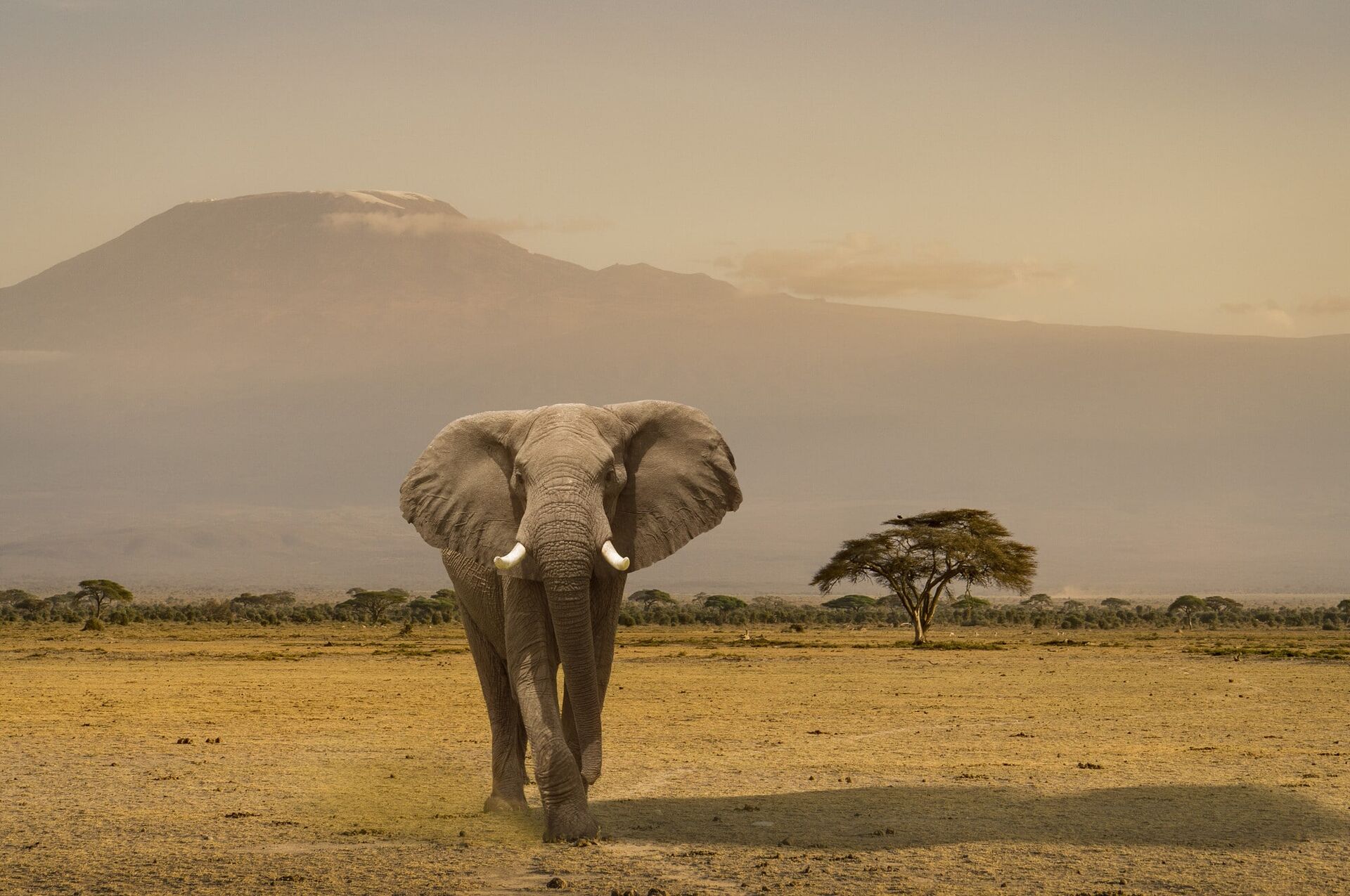 Kilimanjaro's Other Face