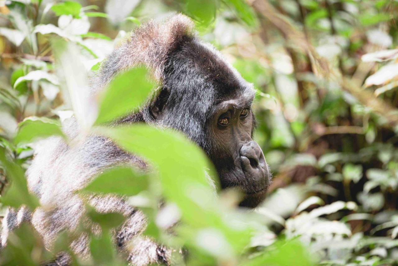 Gorilla Trek Bwindi