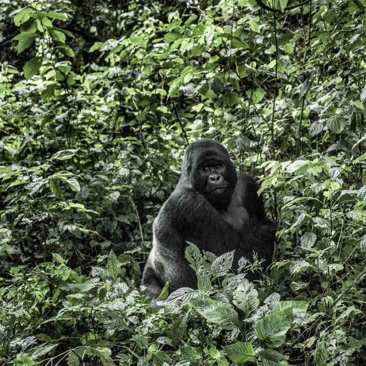 Gorilla Trek Bwindi cover photo