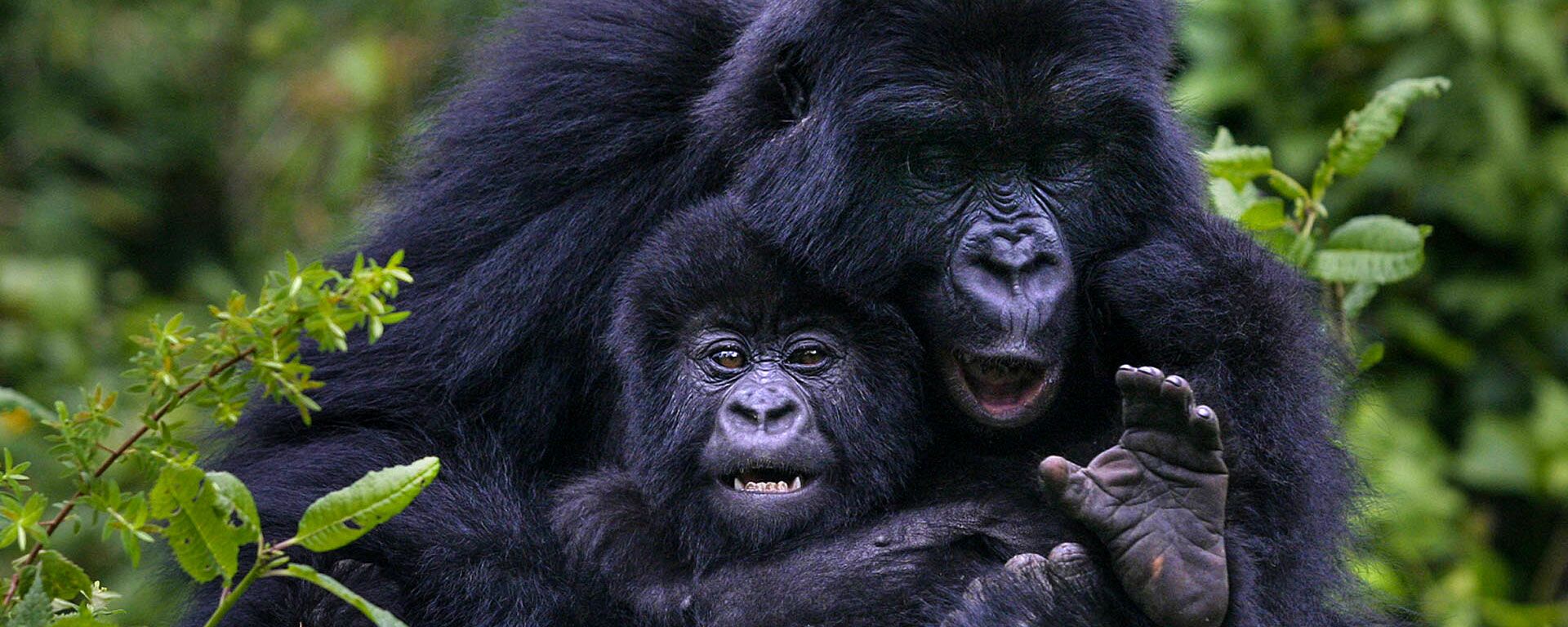 8 Days Maasai Mara & Rwanda Gorilla Safari