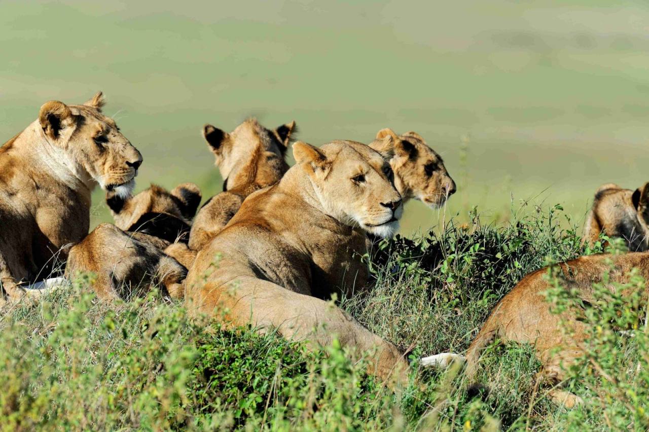 Safaris & Tours — Geob Ventures, East Africa