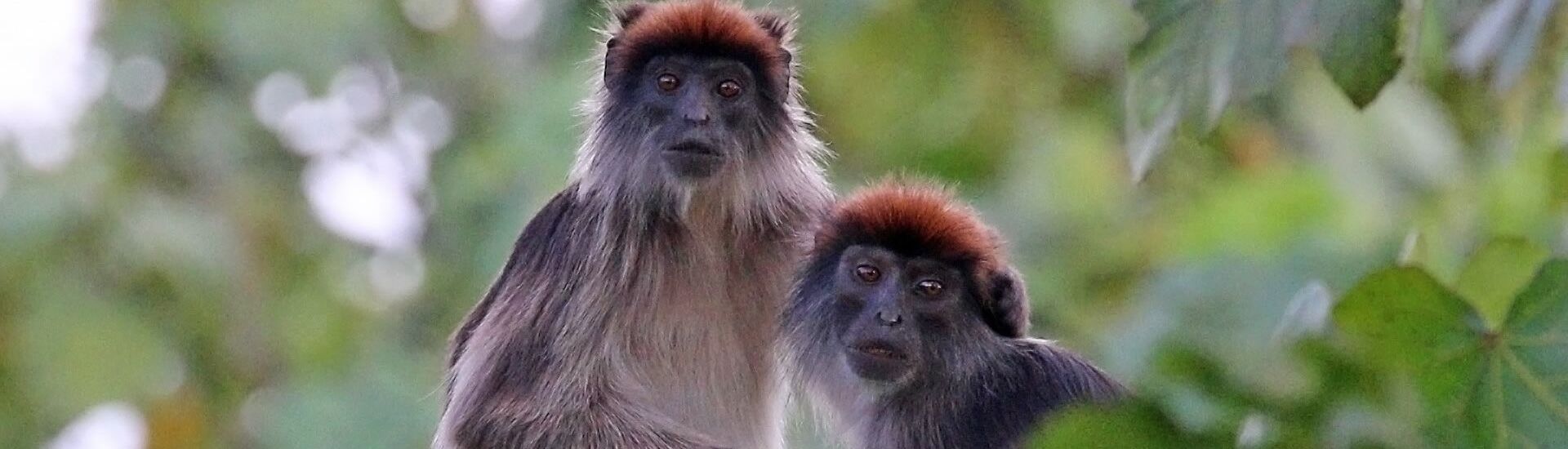 Chimpanzee Morning, Wetland Afternoon