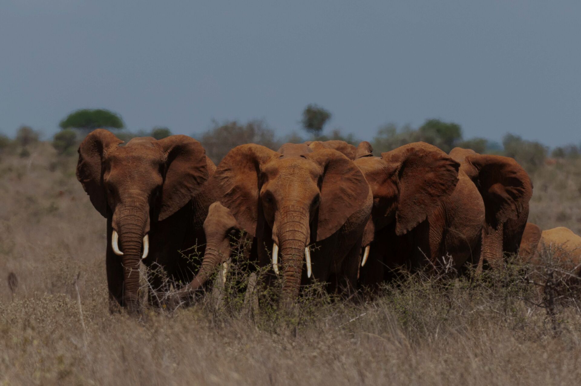Tsavo, Kenya — safari destination