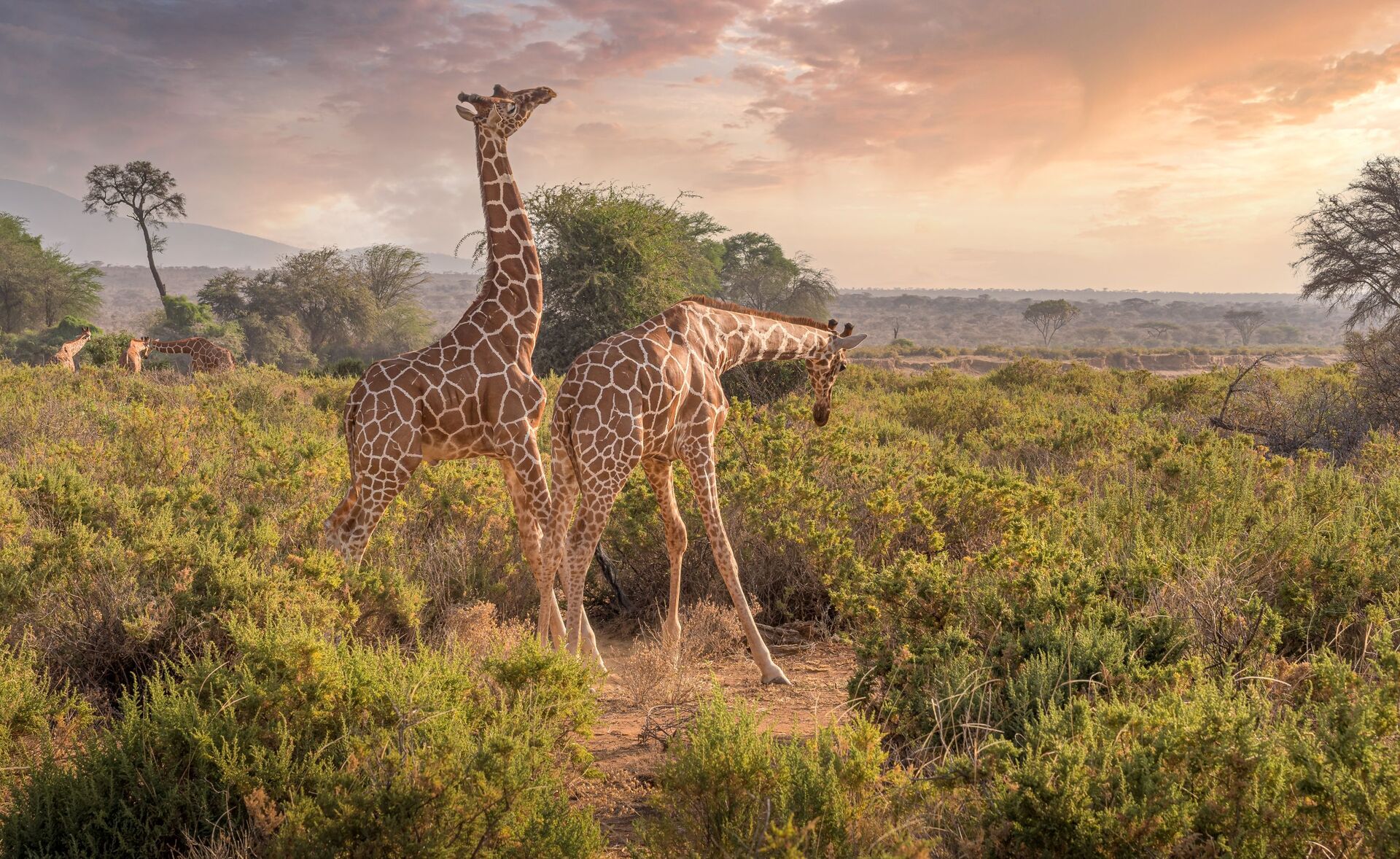 Samburu, Kenya — safari destination