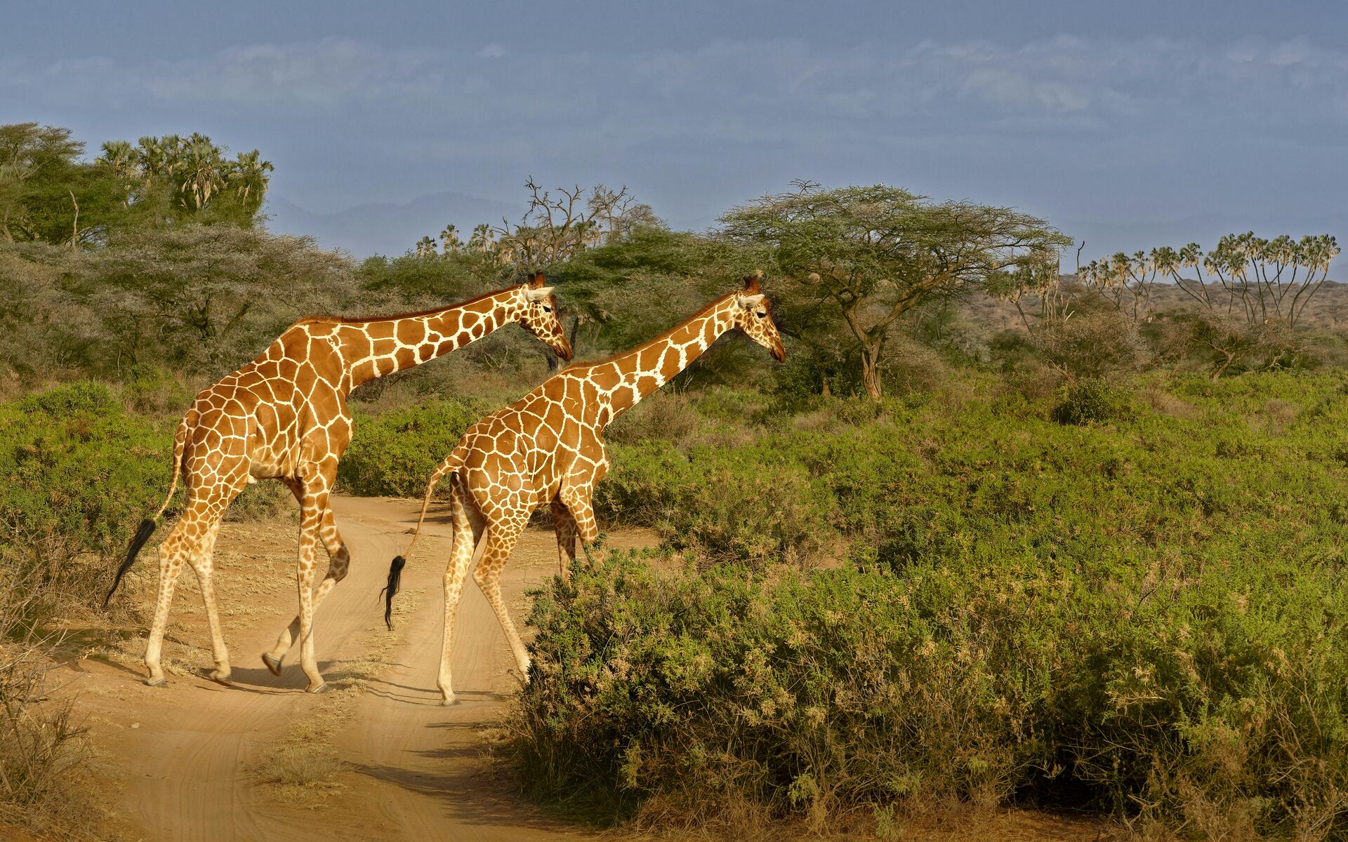Samburu's Special Five