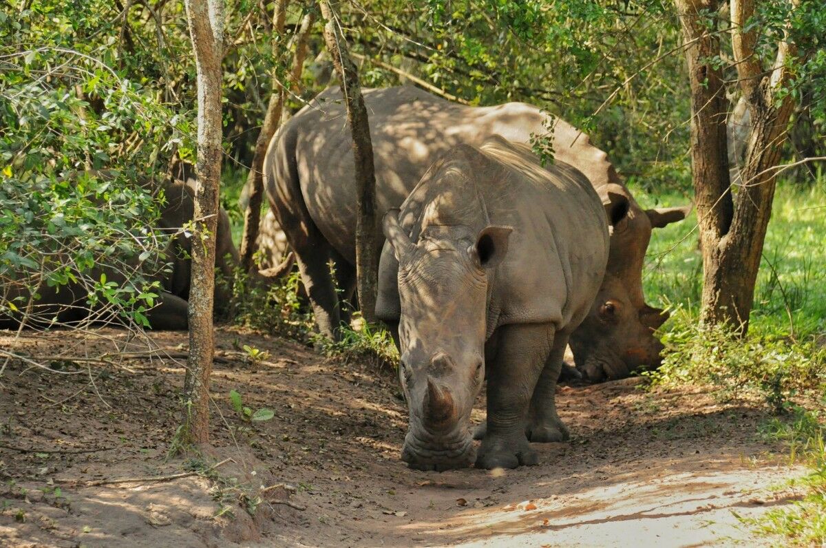 Dogs, Rangers and the Road to Lewa