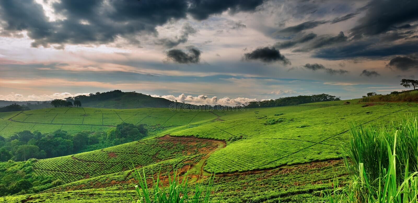 Kigali: Memory, Canvas and Coffee