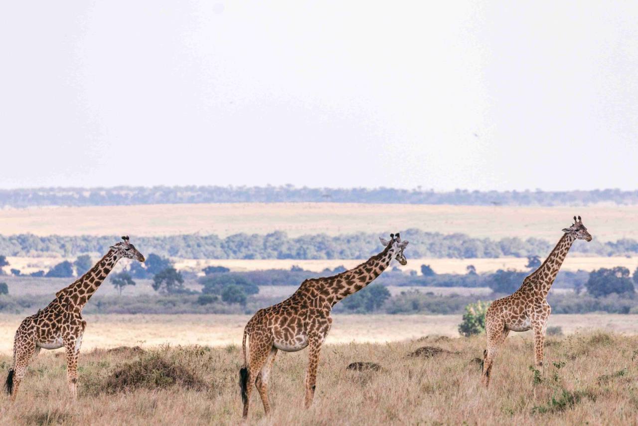 Family safaris in East Africa: a practical guide