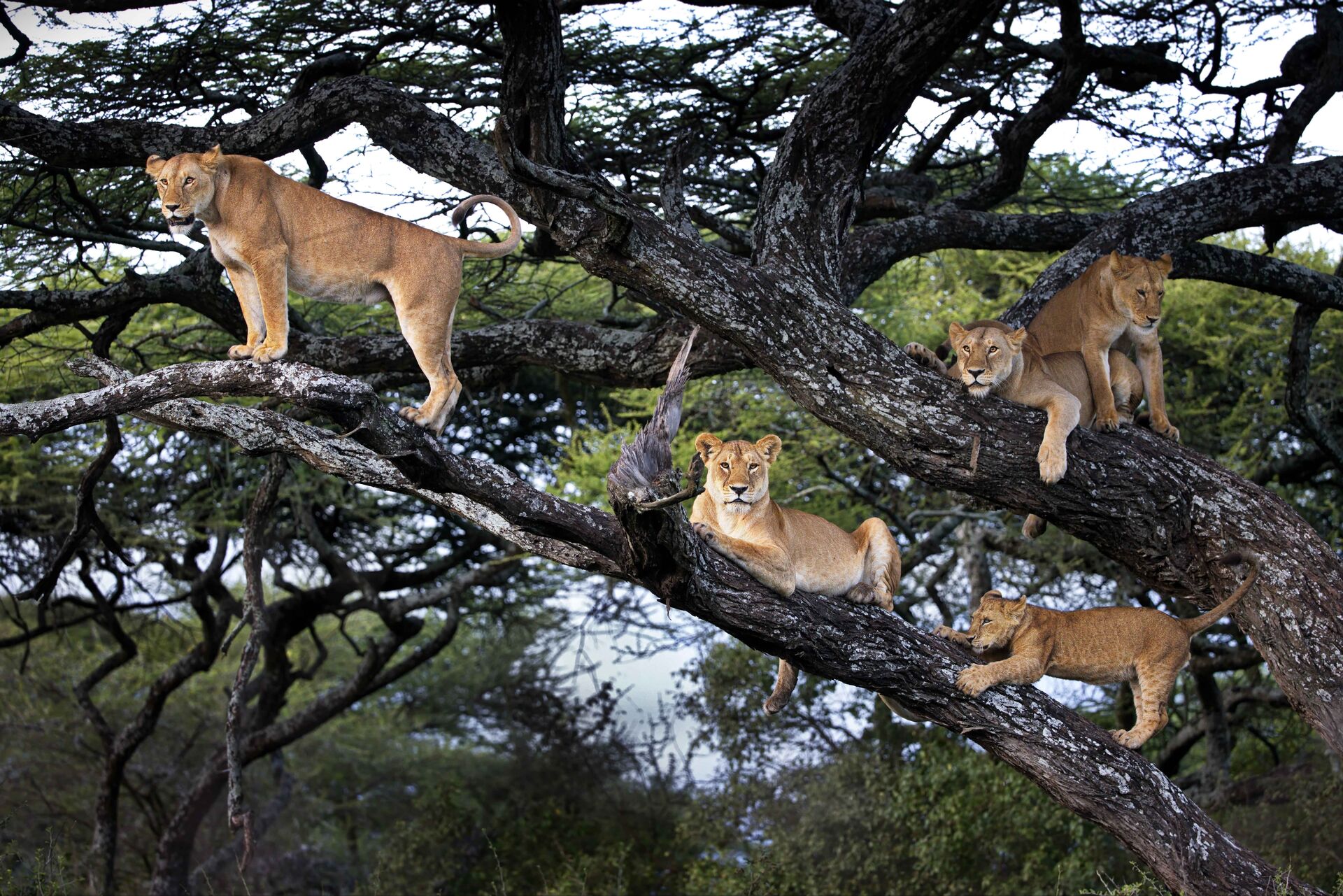 Kob Plains and Climbing Lions