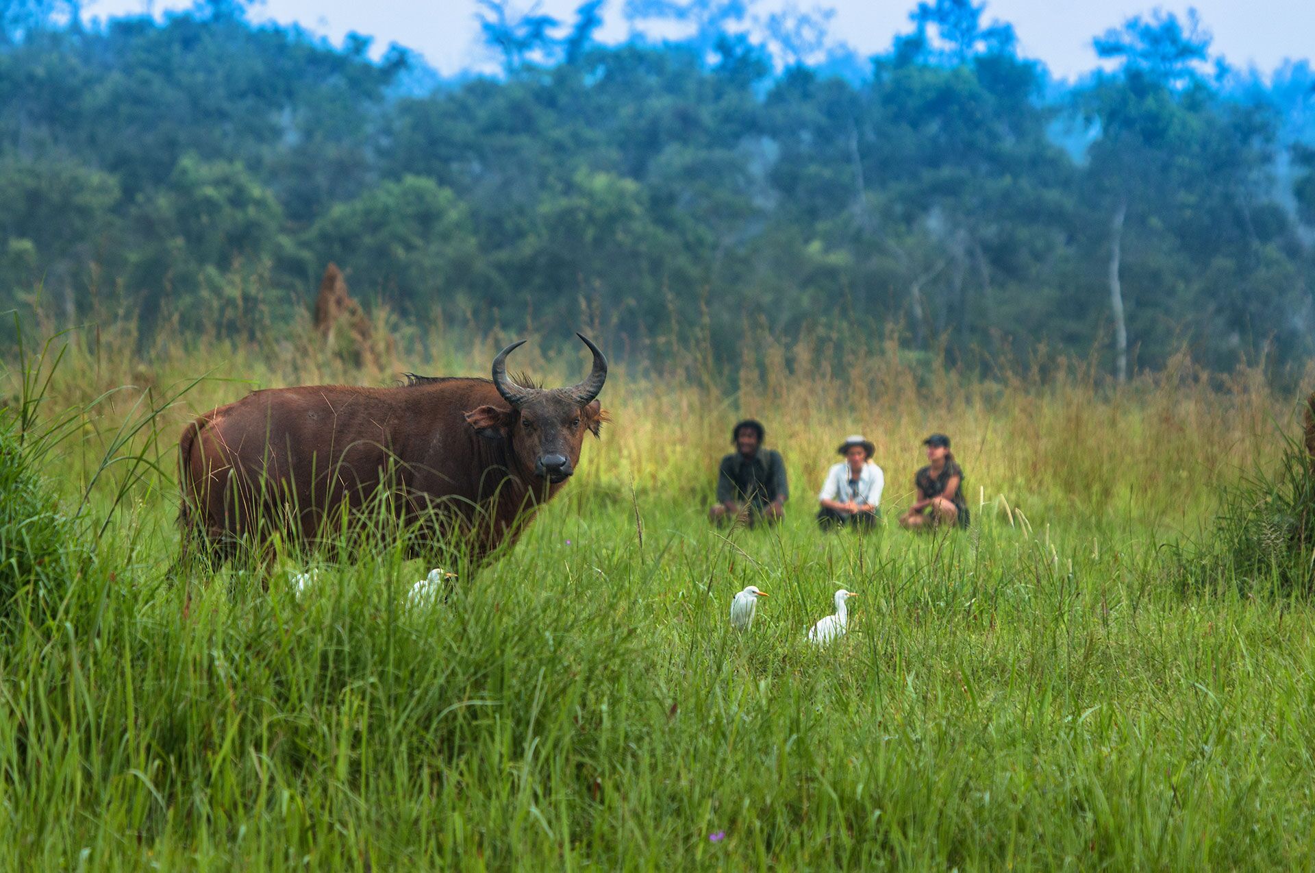 Walking safaris
