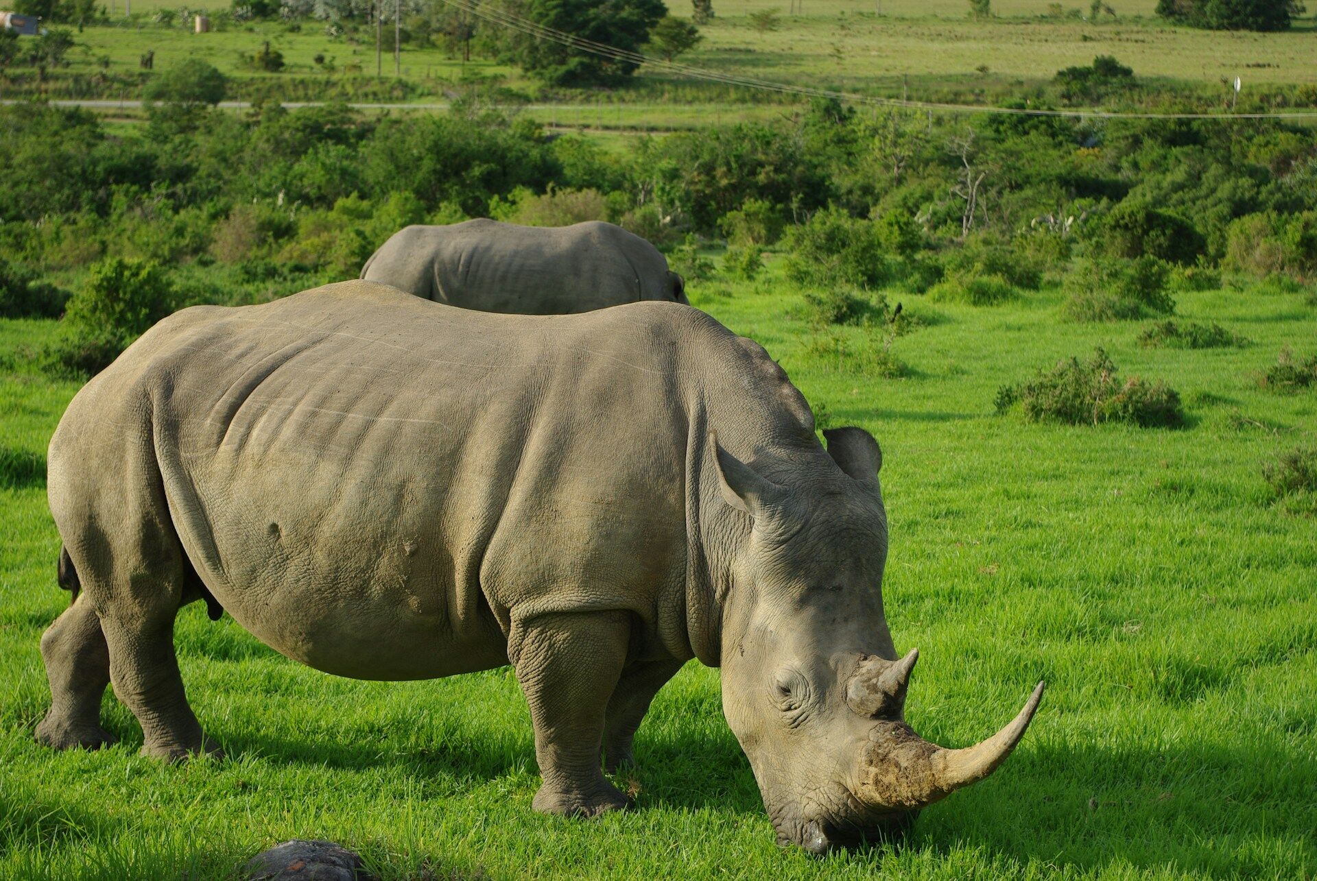 Arrival and the Rhino Story