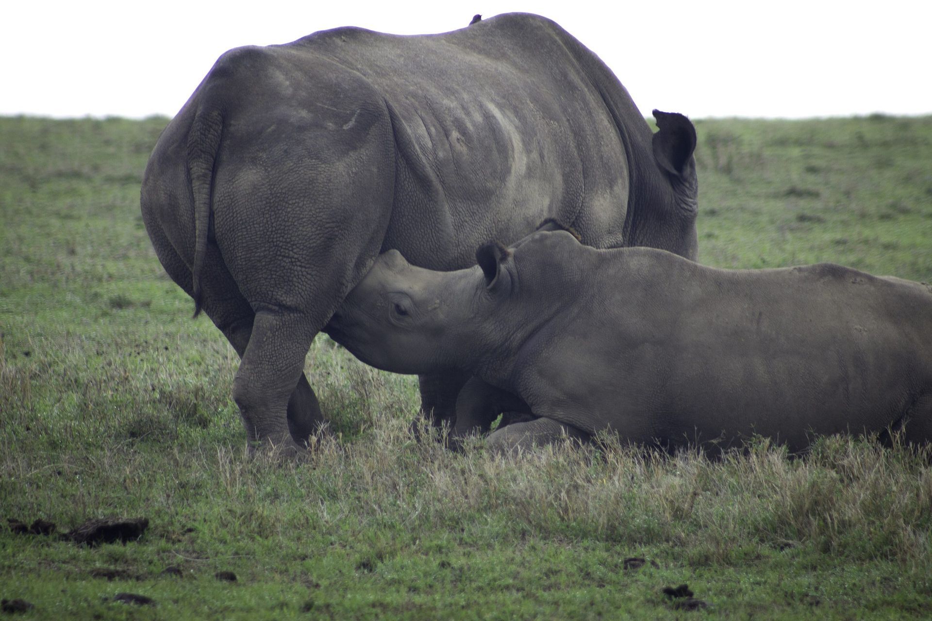 11 Days Ol Pejeta, Lewa & Serengeti Rhino Safari
