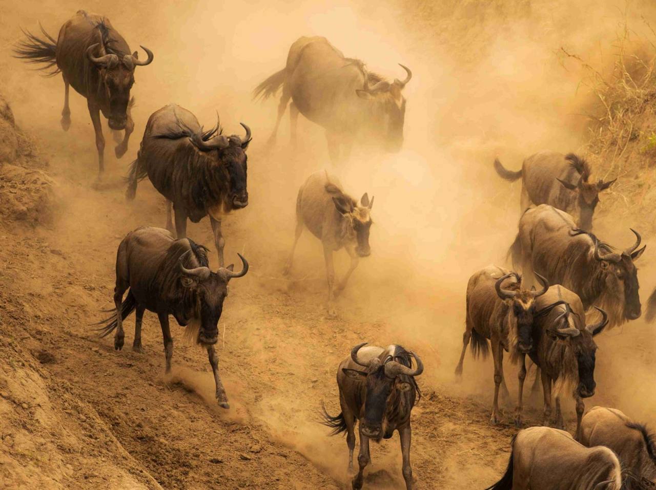 Serengeti Migration Camp