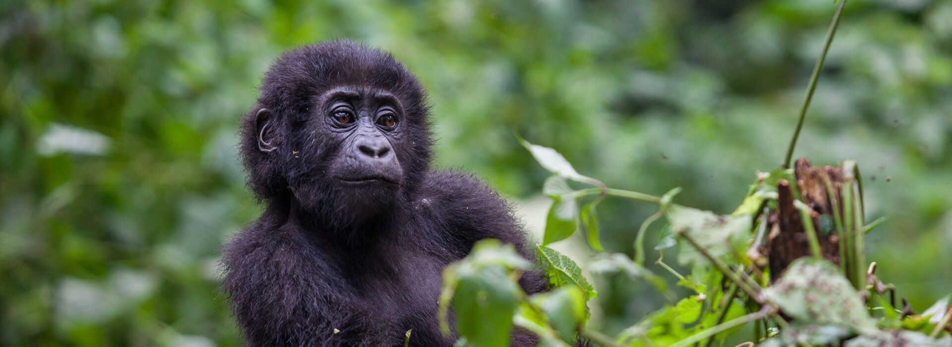 An Hour with the Gorillas