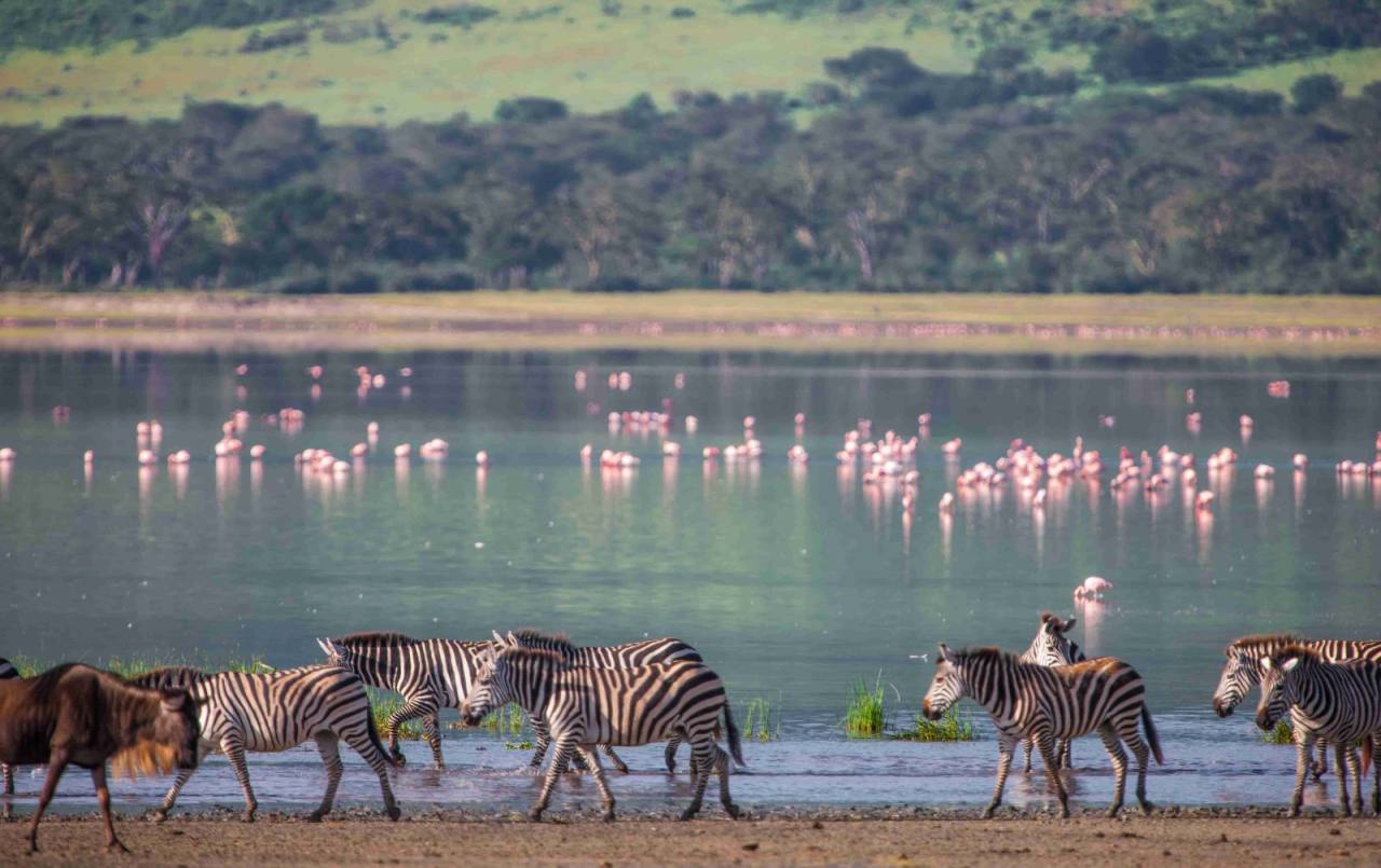 Lake Nakuru Rhino Safari