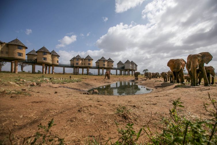 Sarova Salt Lick Game Lodge - Elephants 2